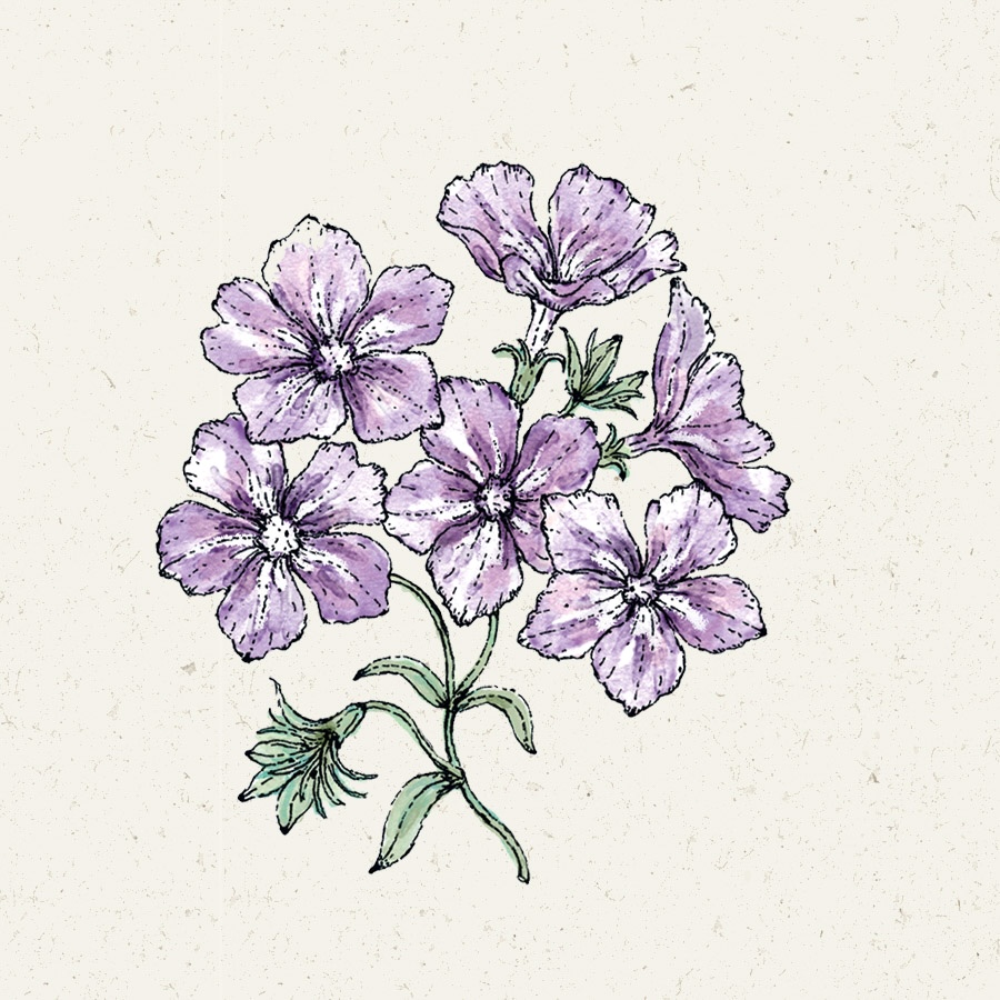 Phlox drummondii 'Sugar Stars'