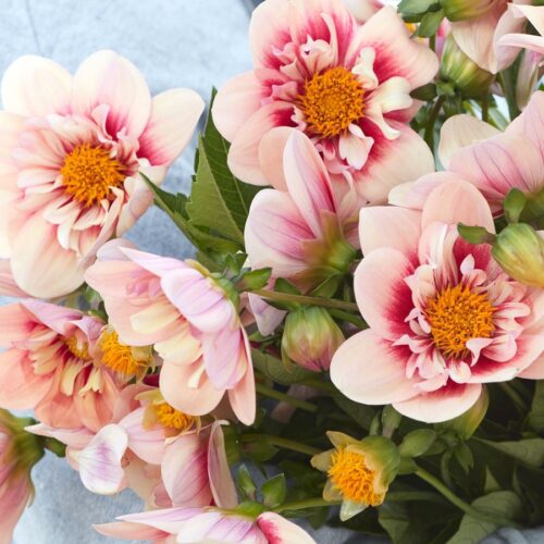 Dahlie Rhubarb & Custard