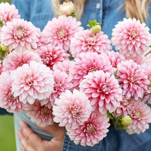 Dahlie Strawberry Cream