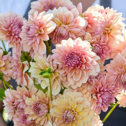 Dahlie Sturm Sweet Maria