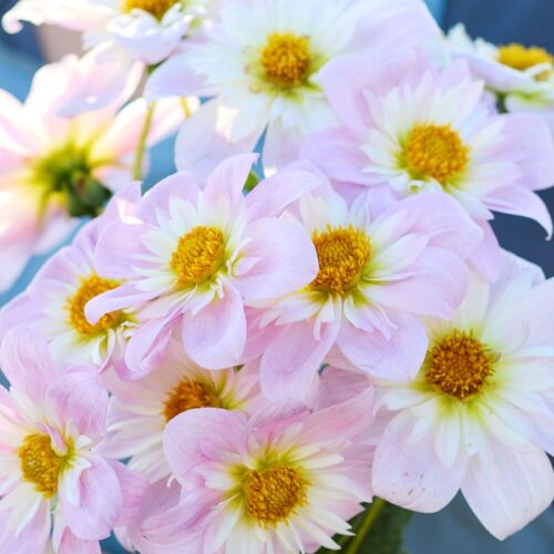 Dahlie Teesbrooke Audrey