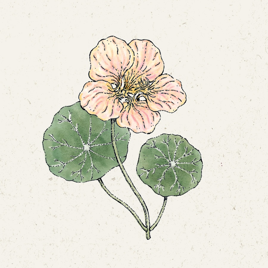 Tropaeolum majus 'Tip Top Pink Blush'