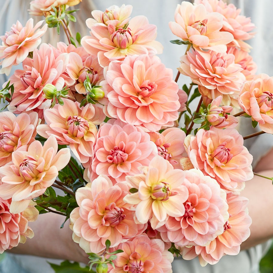 Dahlie Yelno Harmony