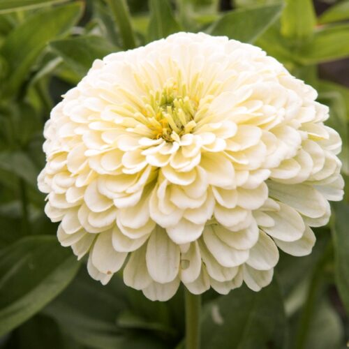 Zinnia Isabellina