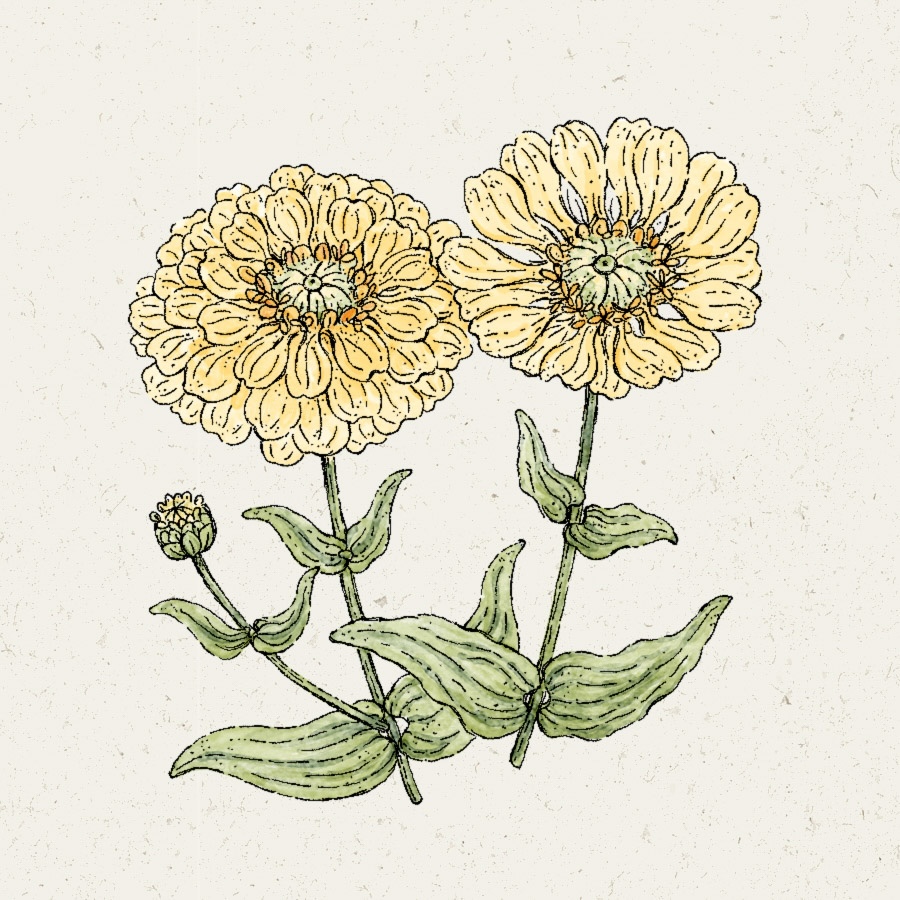 Zinnia elegans 'Isabellina'