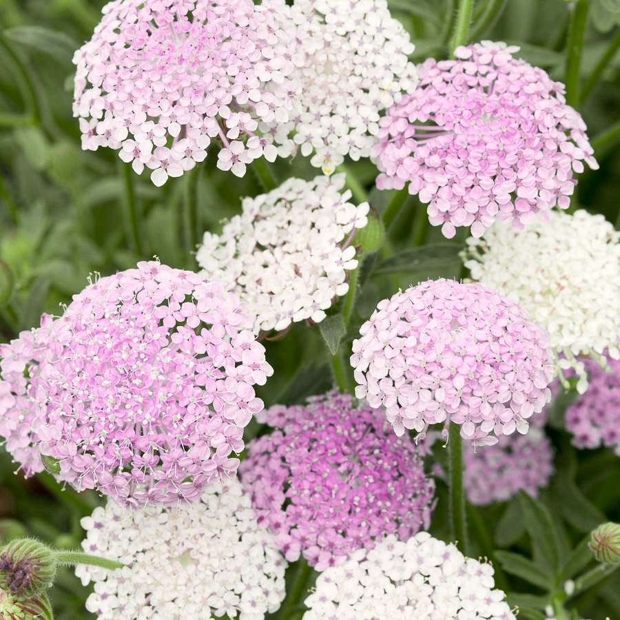 didiscus lace pink