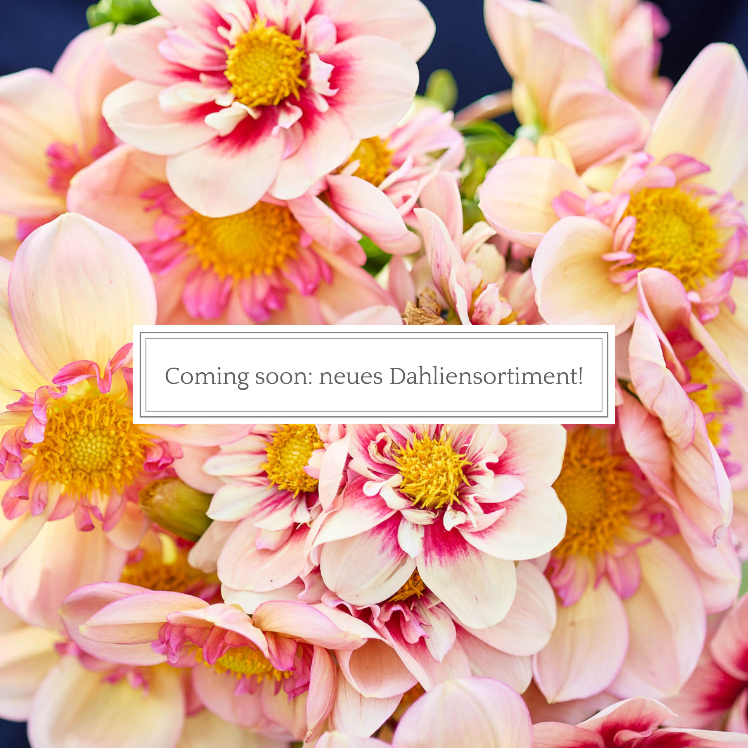 Dahlien coming soon