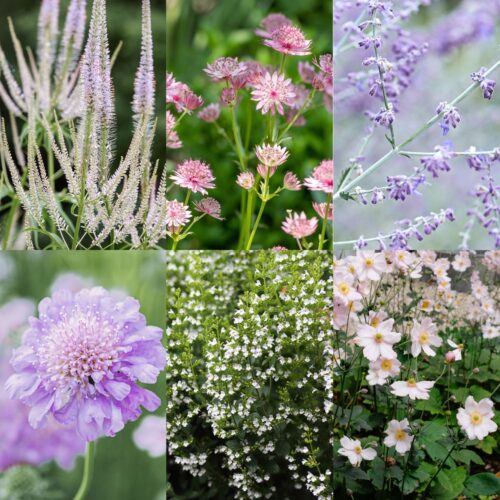 Staudenkollektion Pretty Pastel - Pflanzen + Pflanzplan