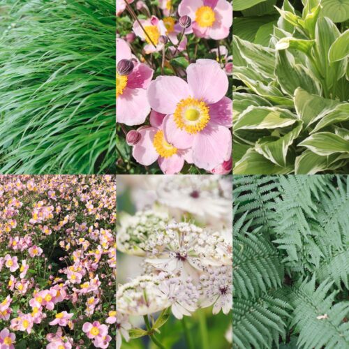 Staudenkollektion Halbschatten-Balkon