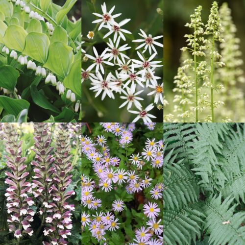 Staudenkollektion Dry & Dark - Pflanzen + Pflanzplan