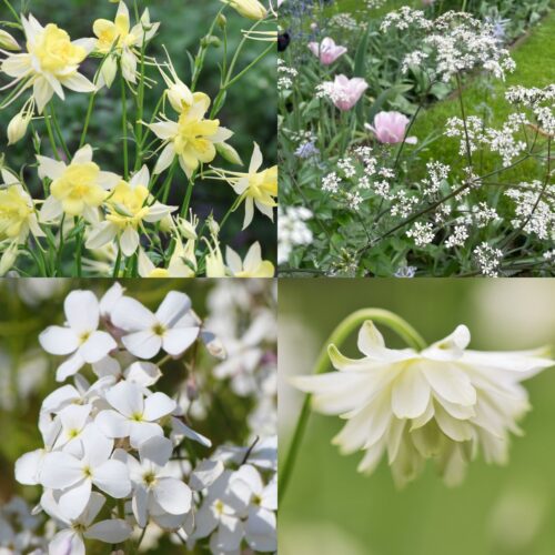 Filler Perennials for Partial Shade