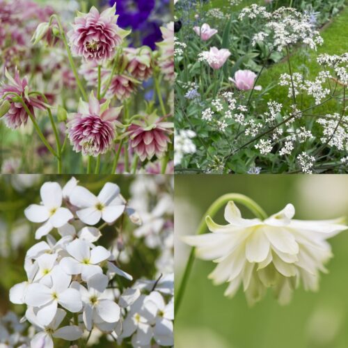 Einstreuer für den Halbschatten