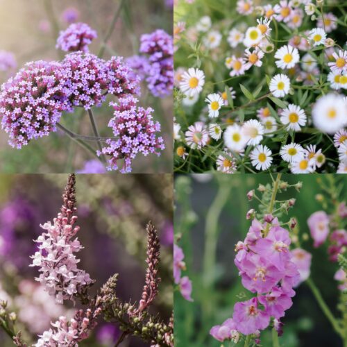 Einstreuer für die Sonne