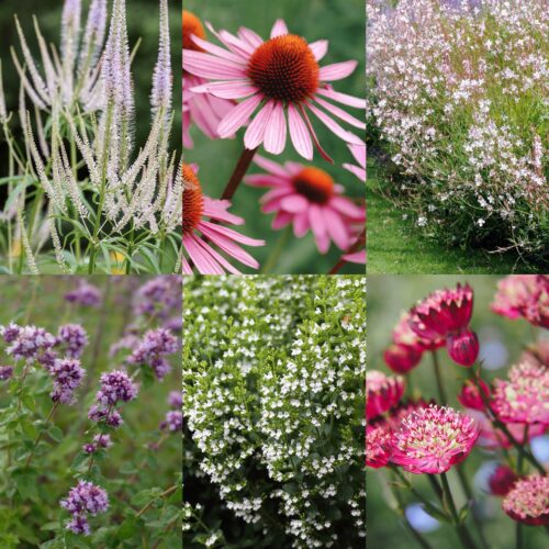 Staudenkollektion Pink & Purple - Pflanzen + Pflanzplan