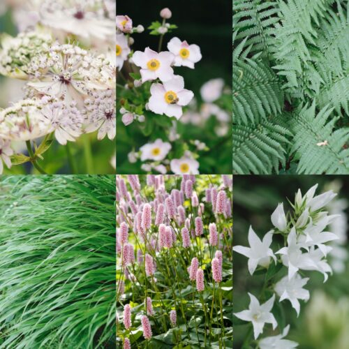 Staudenkollektion Shade Garden - Pflanzen + Pflanzplan