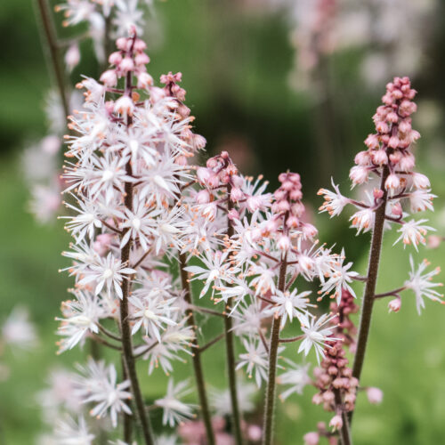 Tiarella laciniata 'Spring Symphonie' (Foam Flower)