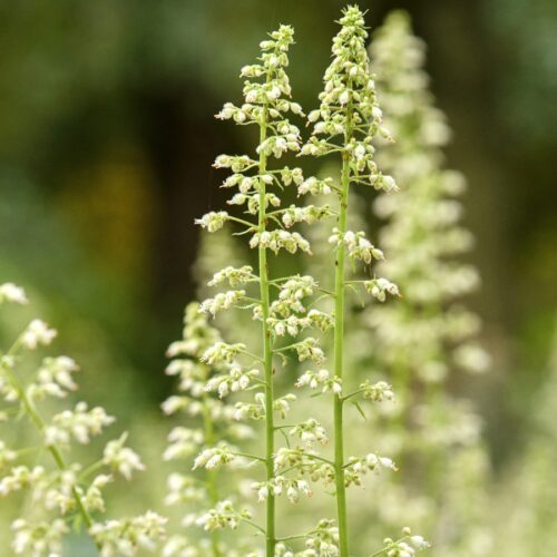 Heuchera villosa var. macrorrhizza – Hairy alumroot