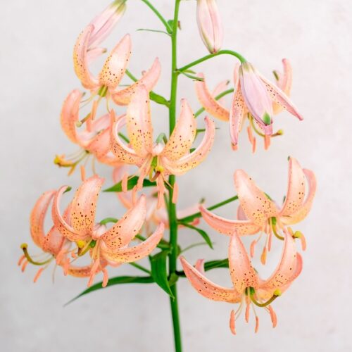 Lilium martagon 'Fairy Morning' (Türkenbund-Lilie)