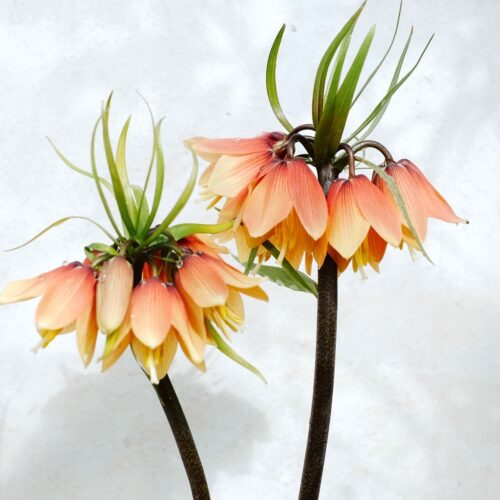 Fritillaria 'Early Fantasy' (Kaiserkrone)
