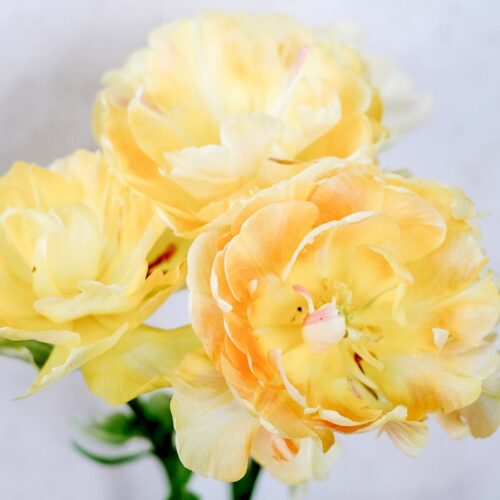 Tulpe Creme Upstar