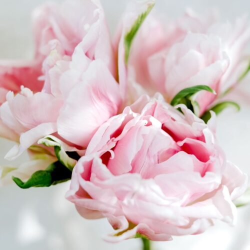 Tulpe Gabriella Double