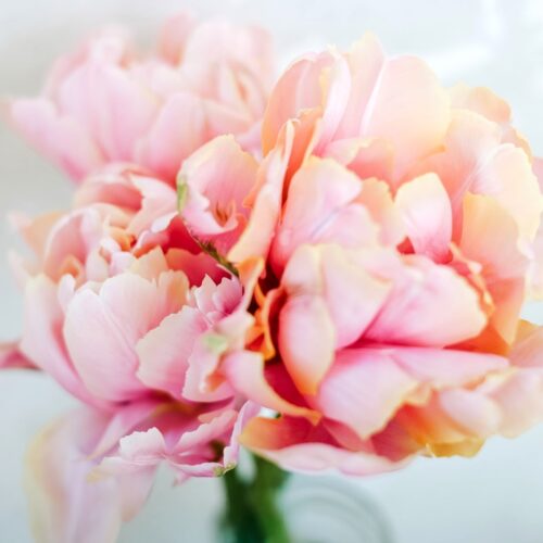 Tulpe Pink Star