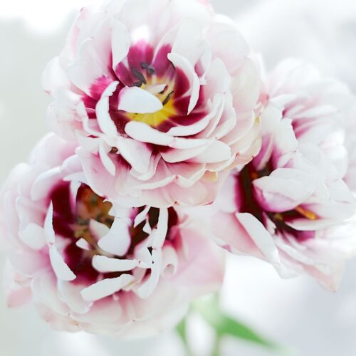 Tulpe Pistache