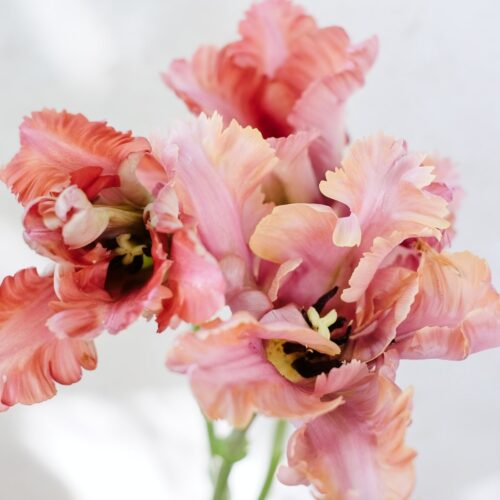 Tulpe Vovos