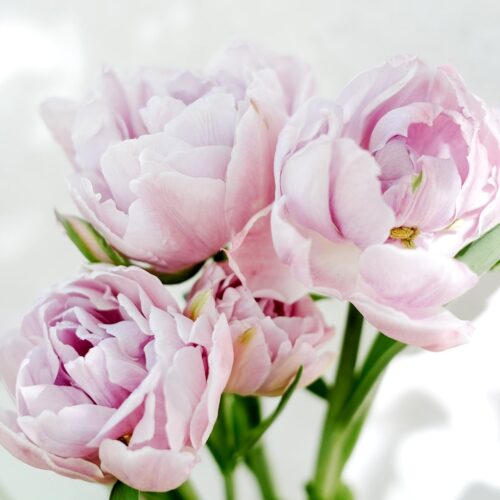 Tulpe Katinka