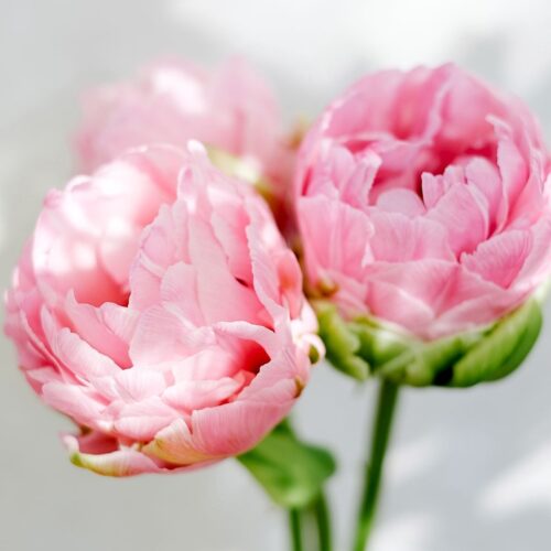 Tulpe Strawberry Cream