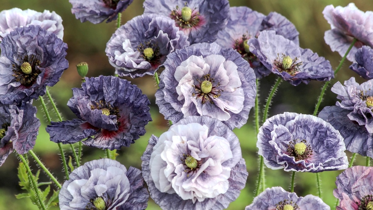 Mohn Amazing Grey
