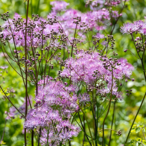 Thalictrum aquilegifolium 'Black Stockings‘ (Akeleiblättrige Wiesenraute)