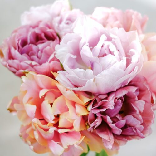 Tulpenkollektion Bold & Beautiful