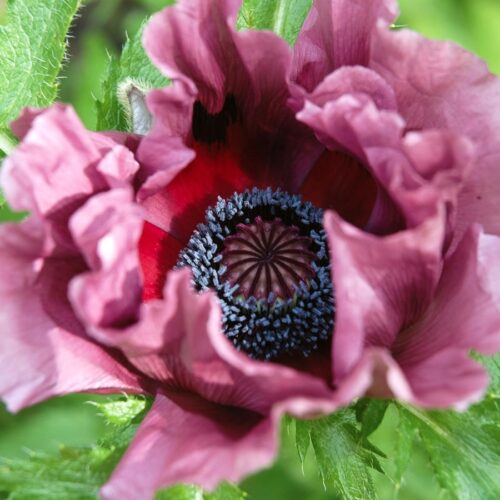 Papaver orientale 'Patty's Plum' (Orientalischer Mohn)