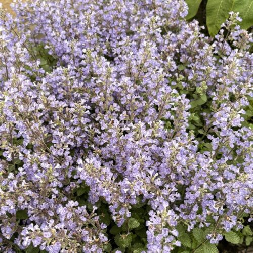 Nepeta x faassenii 'Purrsian Blue' (Zwerg-Katzenminze)