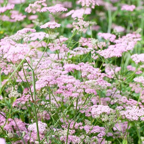Pimpinella major 'Rosea' (Große Bibernelle)
