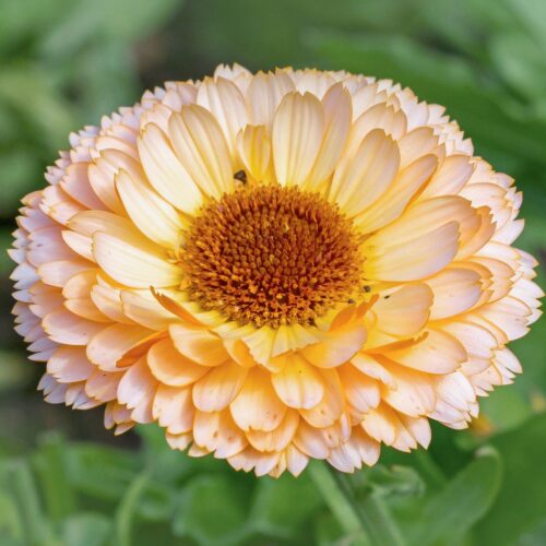 Calendula 'Pink Surprise' <br> (Ringelblume)